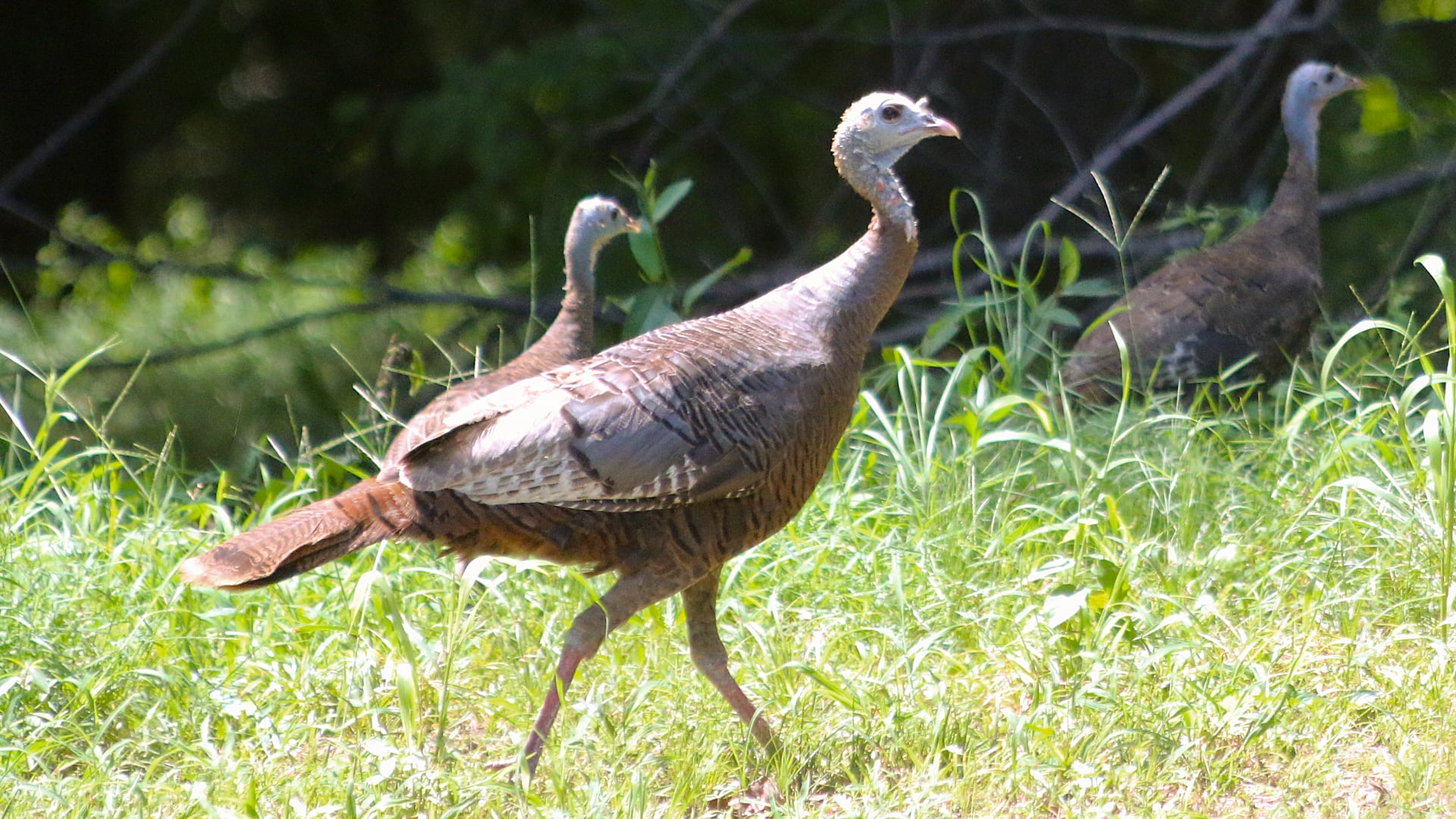 The photo shows several wild turkeys walking through tall green grass in a wooded area.