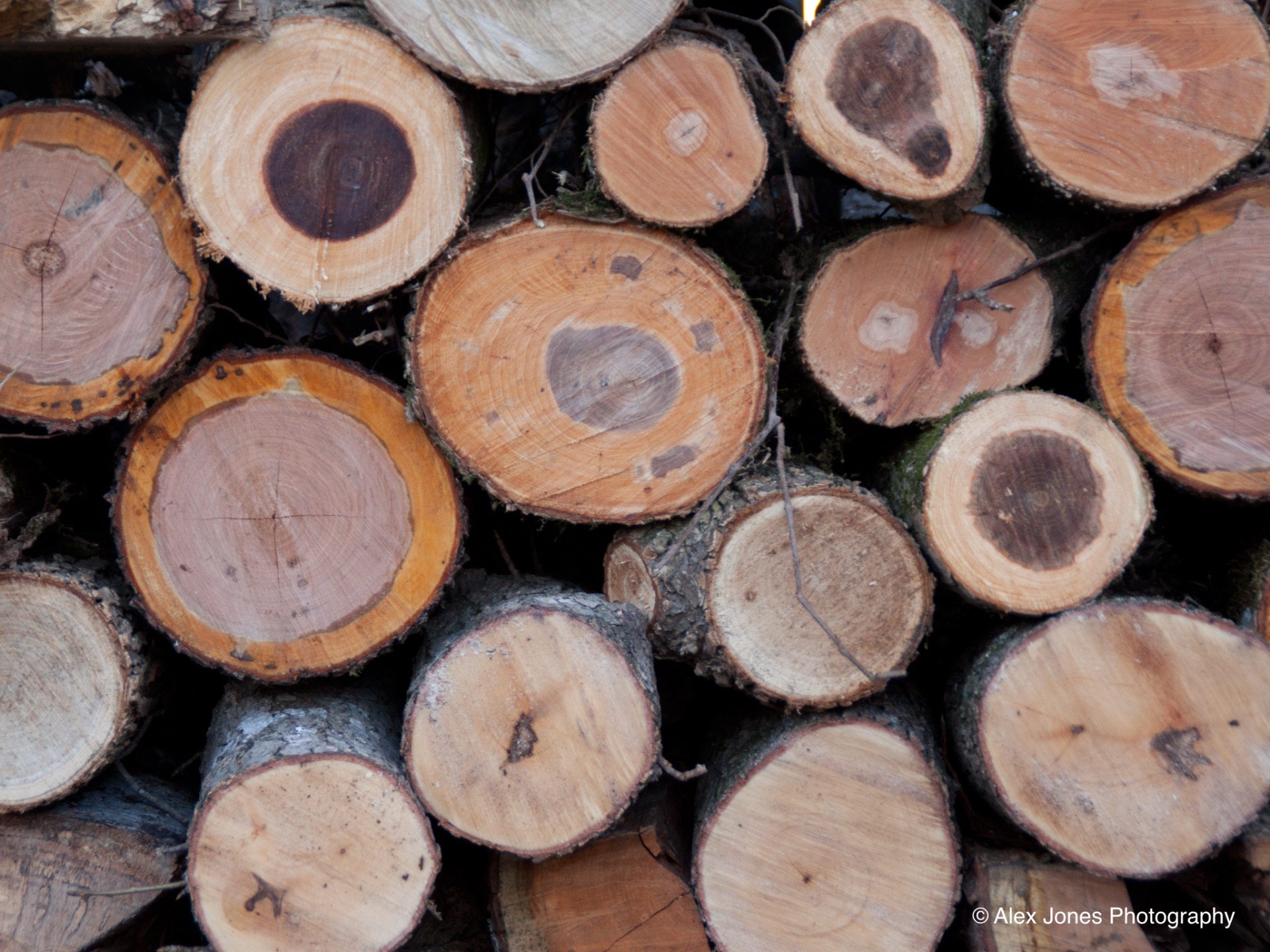 The photo shows a pile of cut tree logs. Each log has a circular cross-section, revealing different patterns of rings and colors inside.
