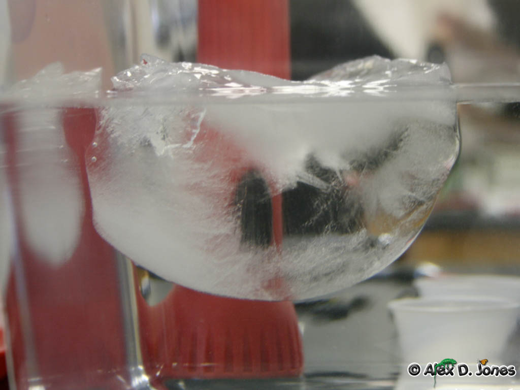 A clear glass bowl sits on a table with ice cubes floating in water. The ice cubes look cloudy and white in some parts.