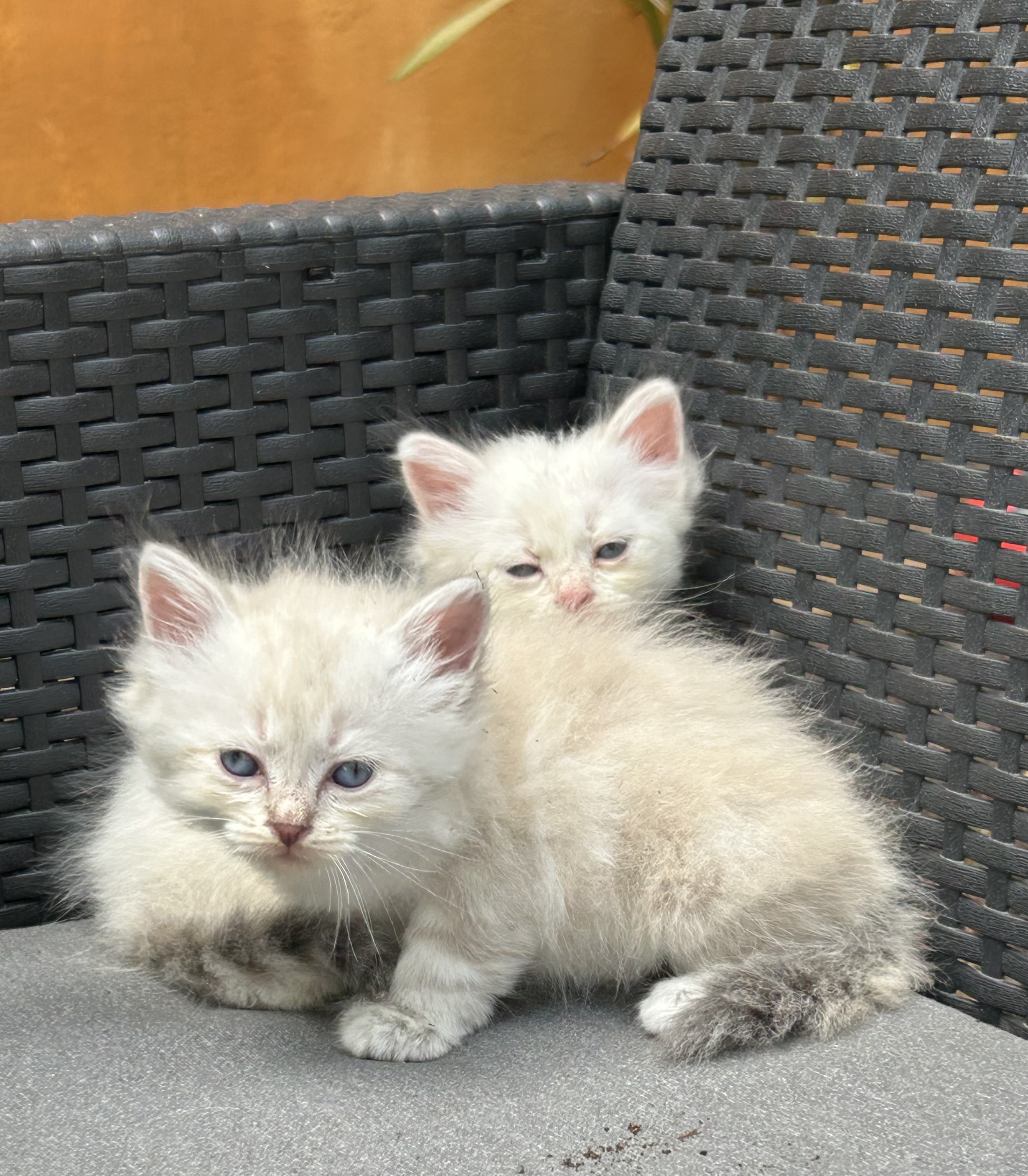 Foto 2 de gatito siberiano