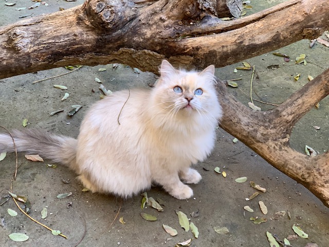 Foto 1 de Anuska of Ice Meows
