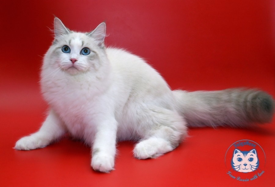 Foto 3 de Isabella of Ice Meows