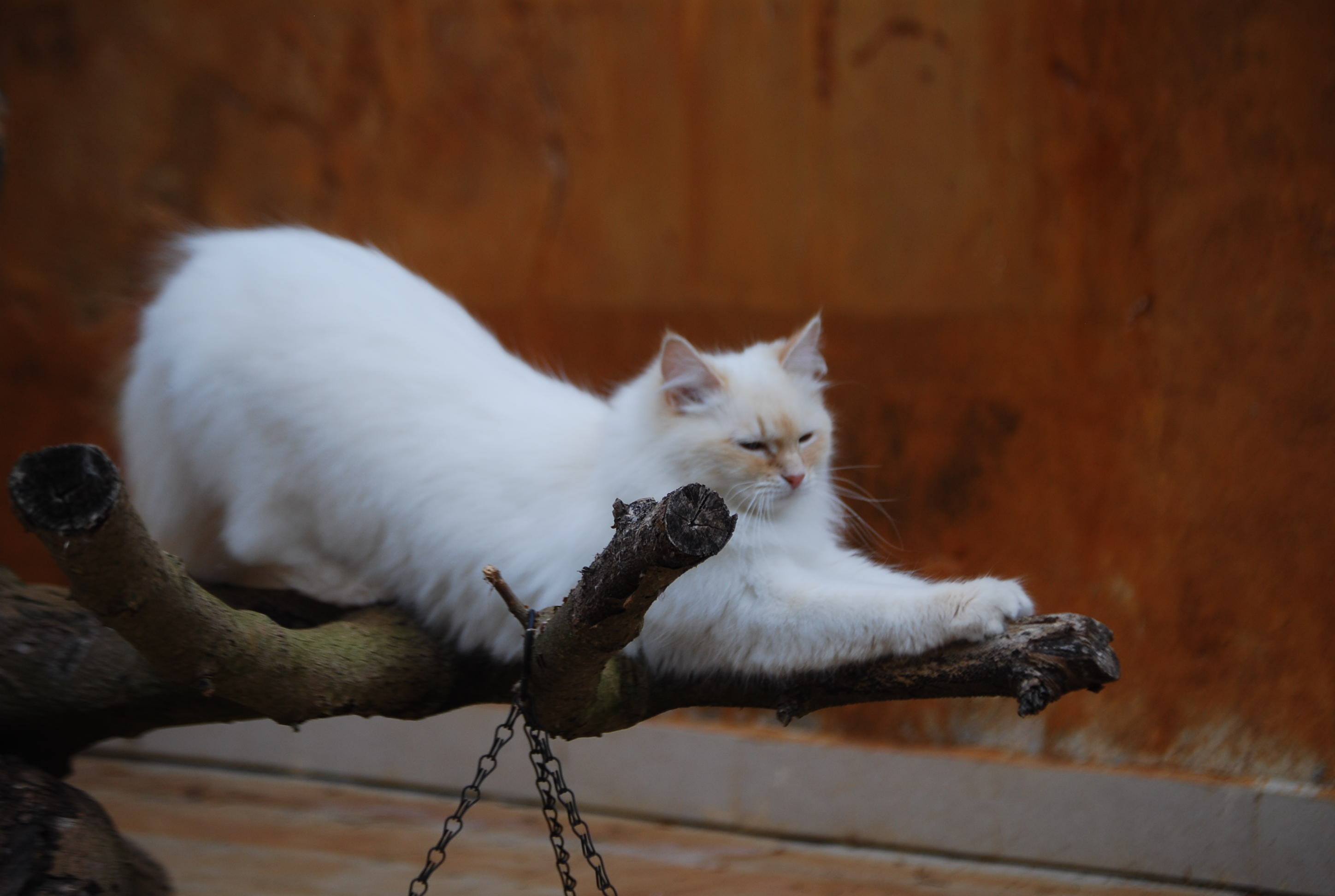 Foto 1 de Nasdin of Ice Meows