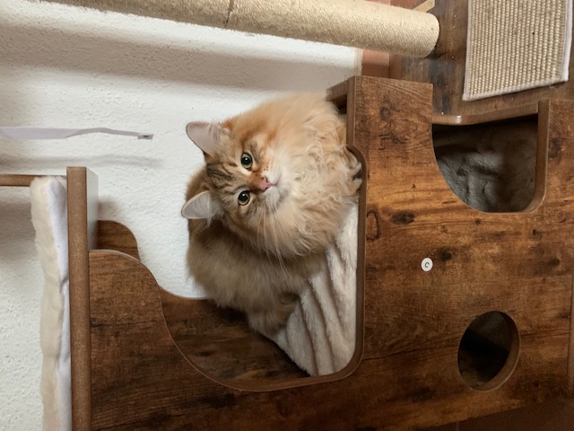 Foto de Ratibor Agat of Ice Meows