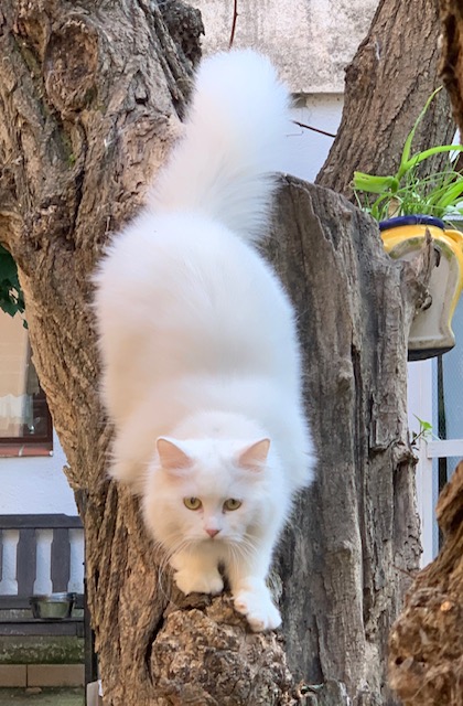 Foto 1 de Evita of Ice Meows