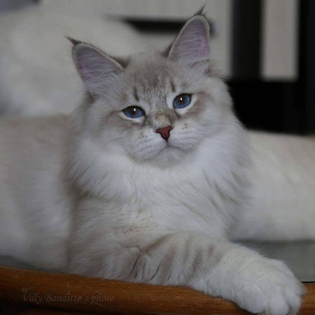 Foto de Elassar of Ice Meows