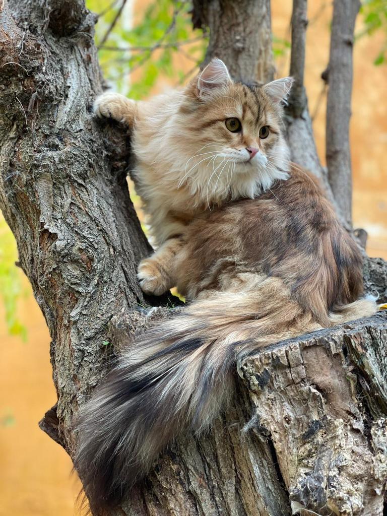Foto de Uspeh of Ice Meows