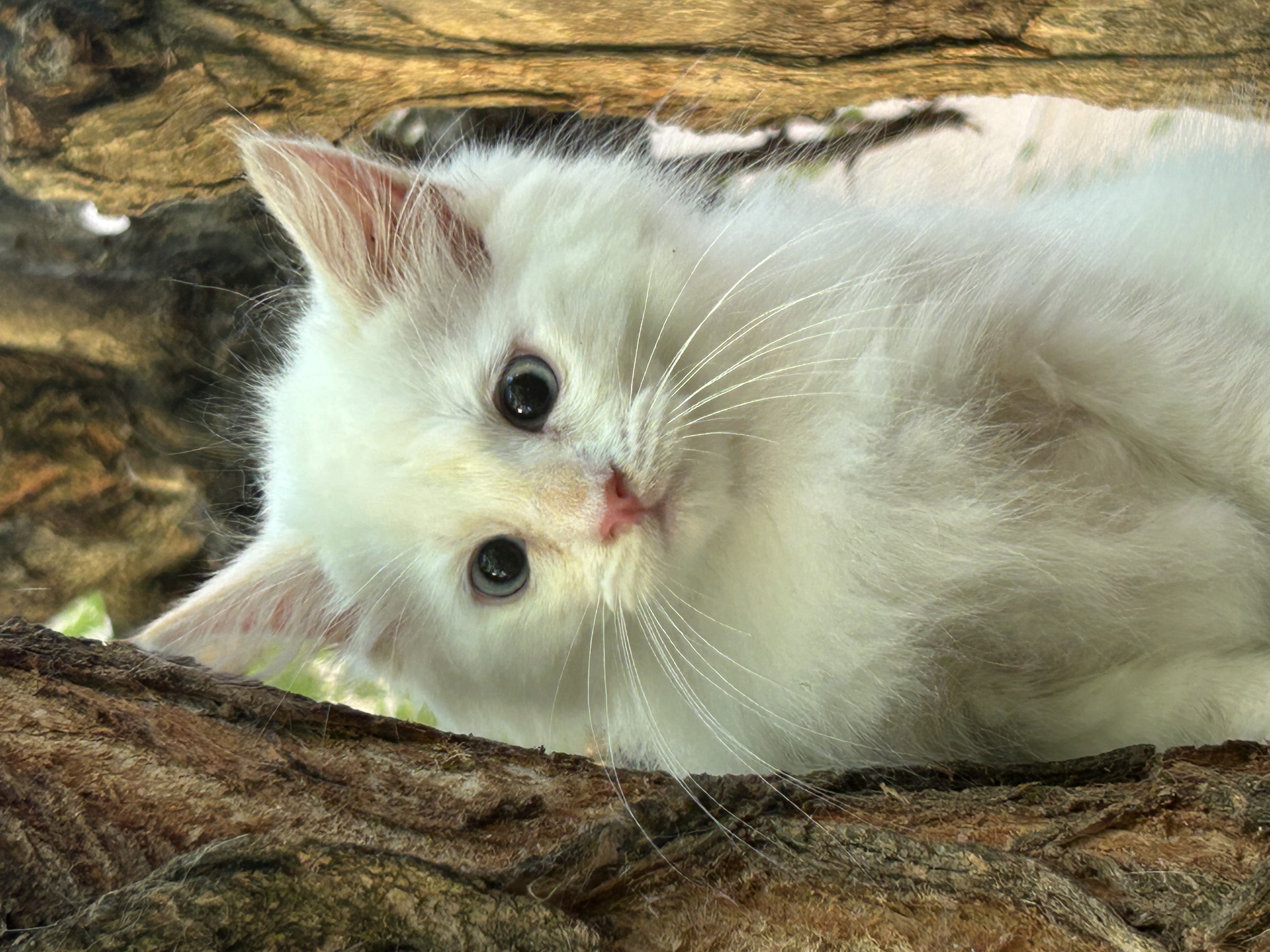 Foto 2 de gatito siberiano