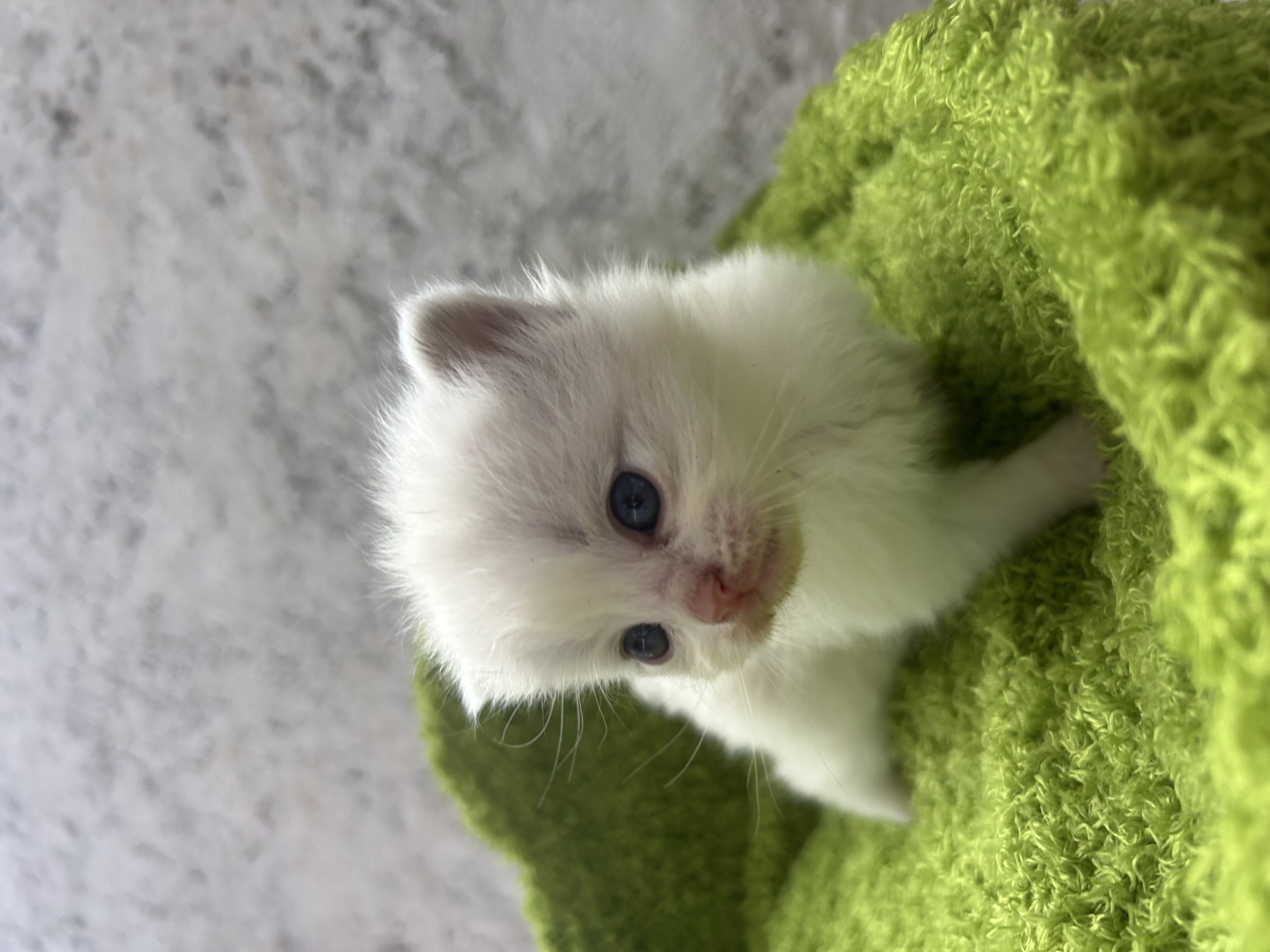 Foto de Toni Ice Meows