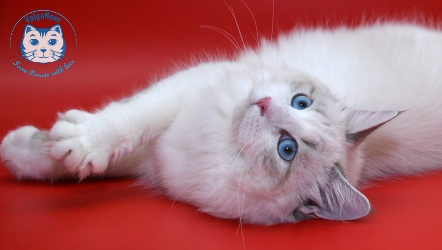 Foto 1 de Isabella of Ice Meows