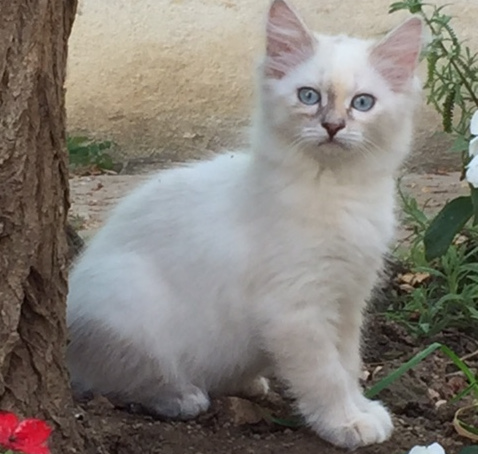 Foto 2 de Anuska of Ice Meows