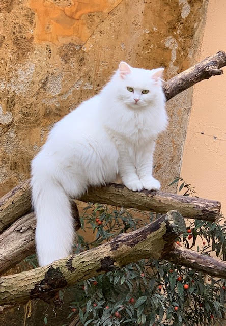 Foto 2 de Evita of Ice Meows