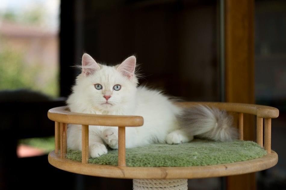 Foto 3 de Greatne of Ice Meows
