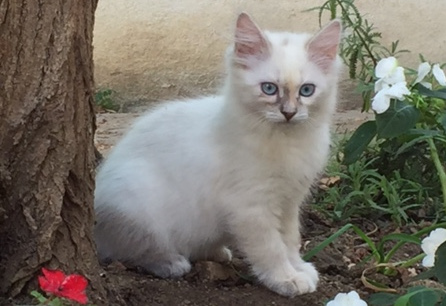 Foto 3 de Anuska of Ice Meows