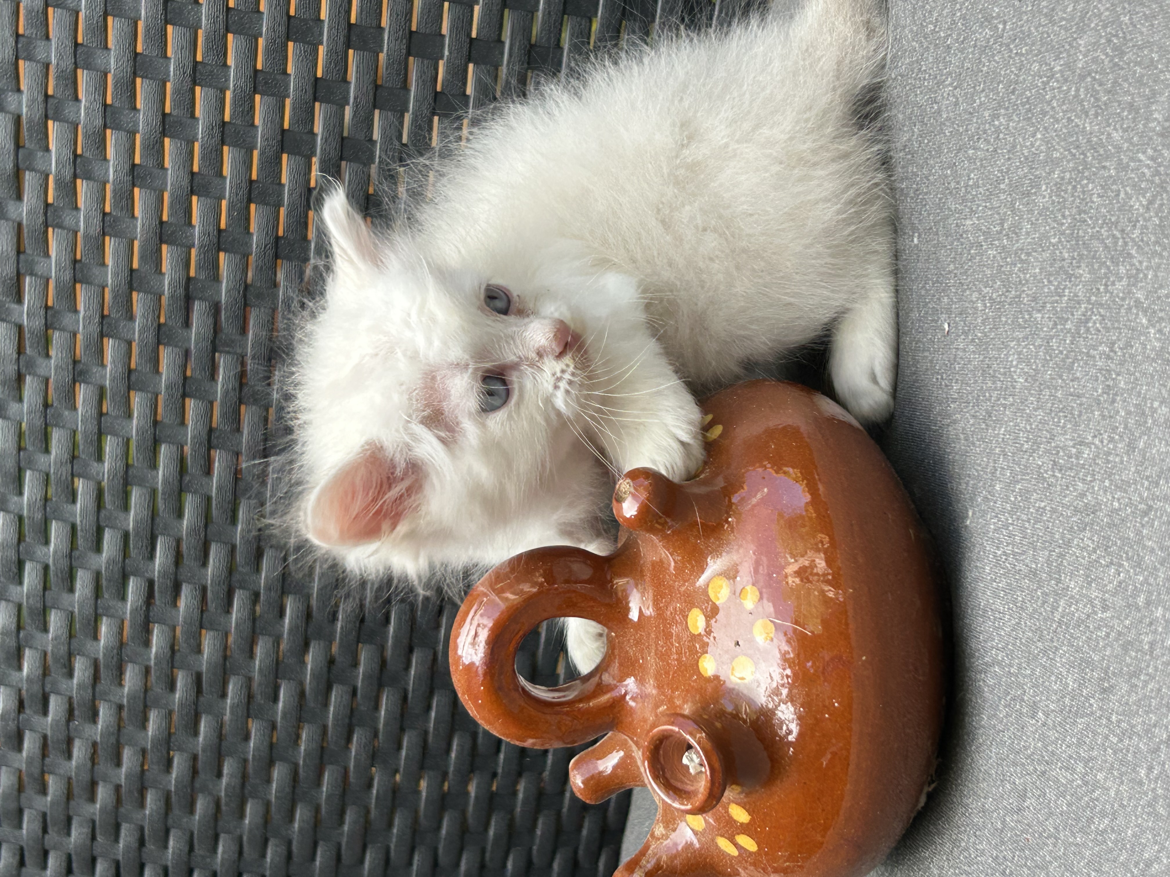 Foto 3 de gatito siberiano