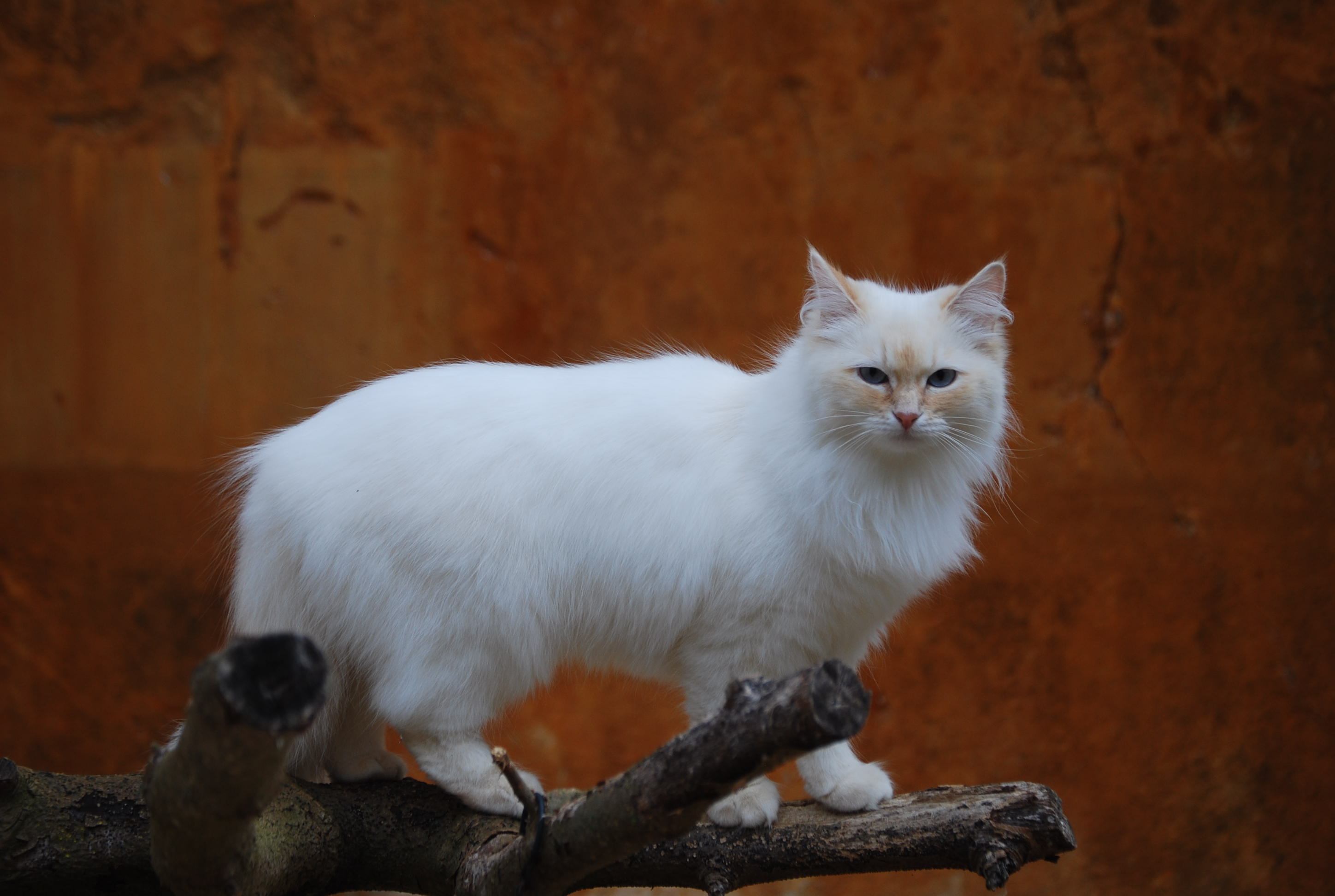 Foto 3 de Nasdin of Ice Meows