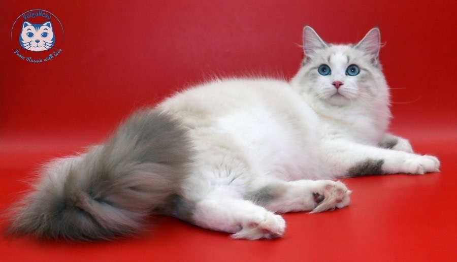 Foto 2 de Isabella of Ice Meows