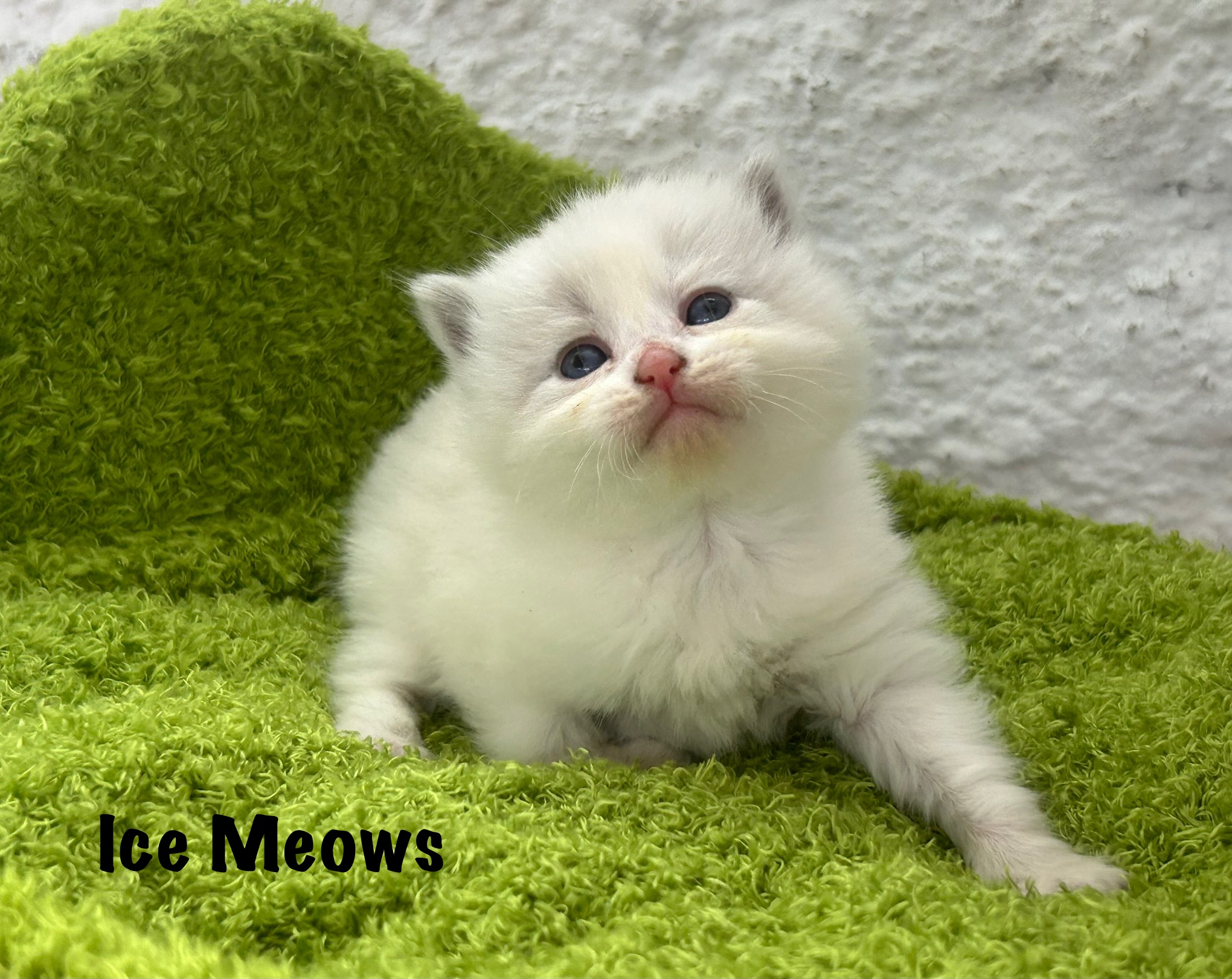 Foto de Tino Ice Meows