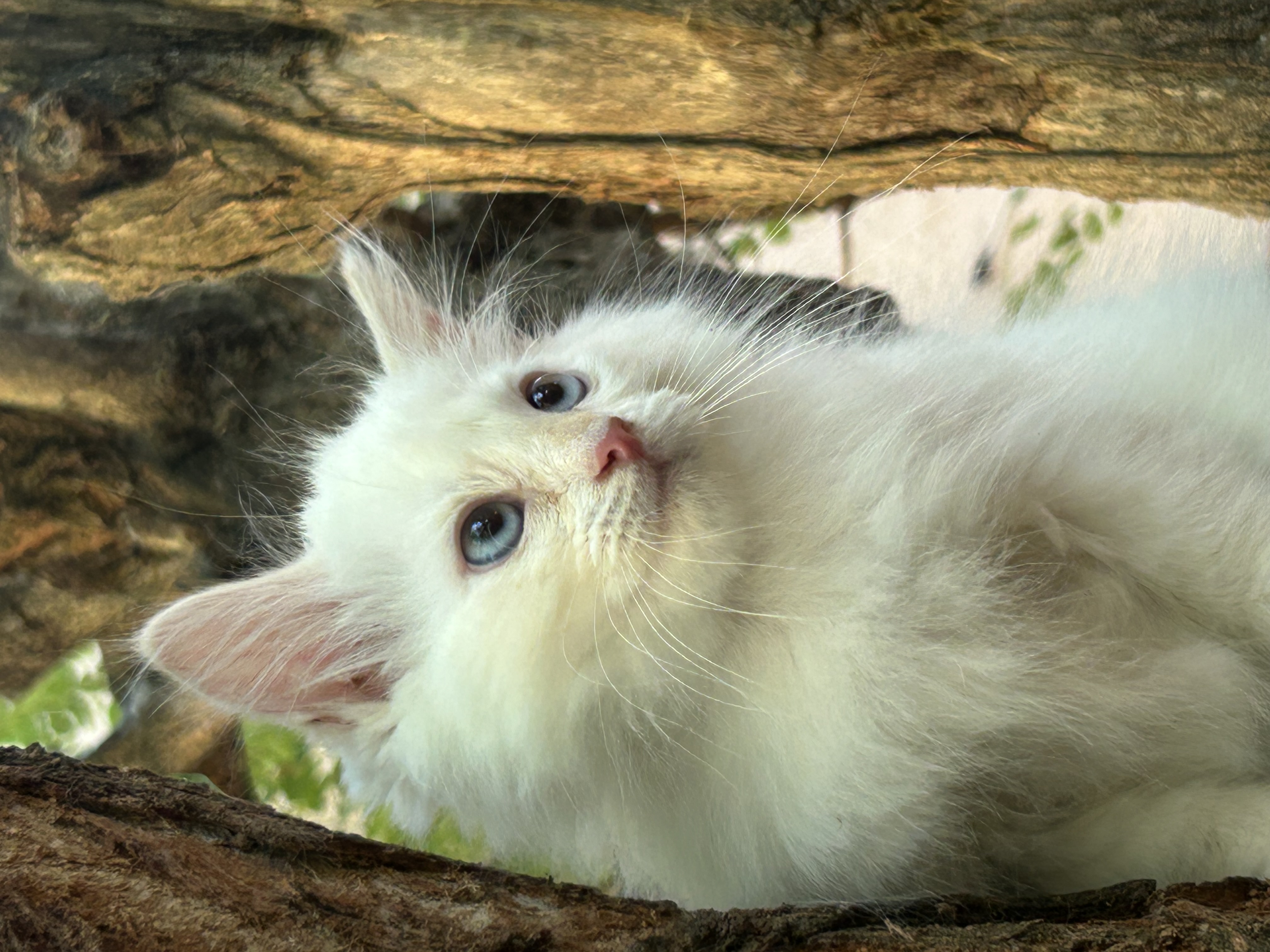 Foto 4 de gatito siberiano