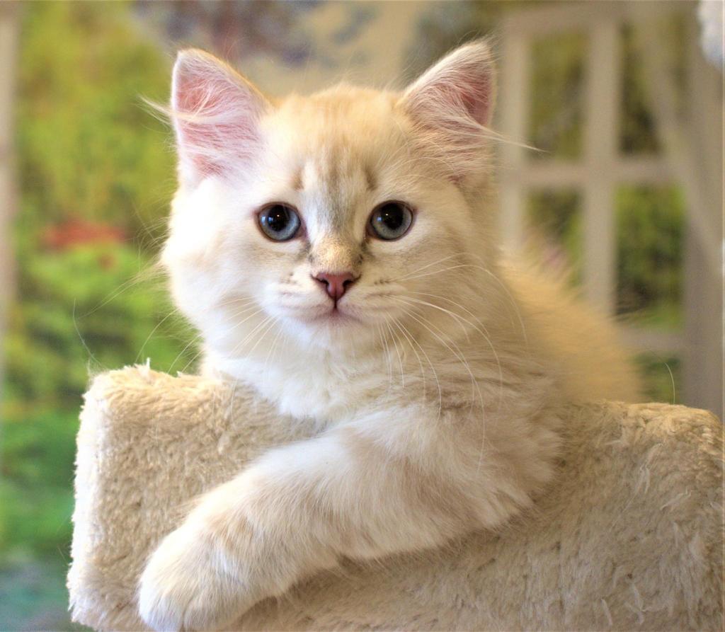 Foto 1 de Bernea of Ice Meows