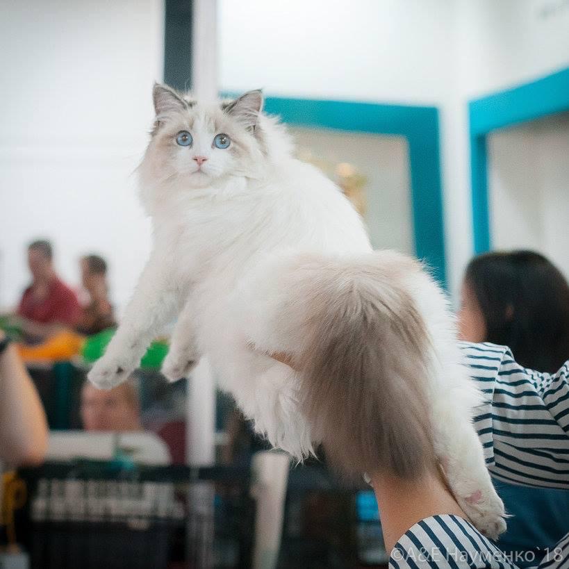 Foto de Wonder Neva Viktoria of Ice Mewos