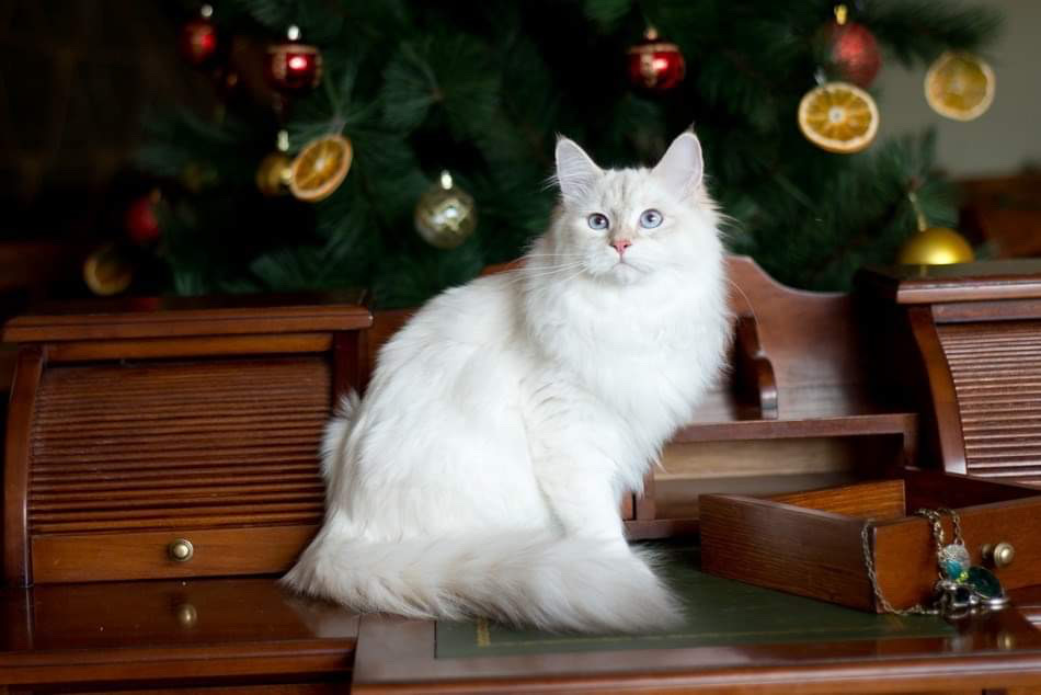 Foto 2 de Zabava of Ice Meows