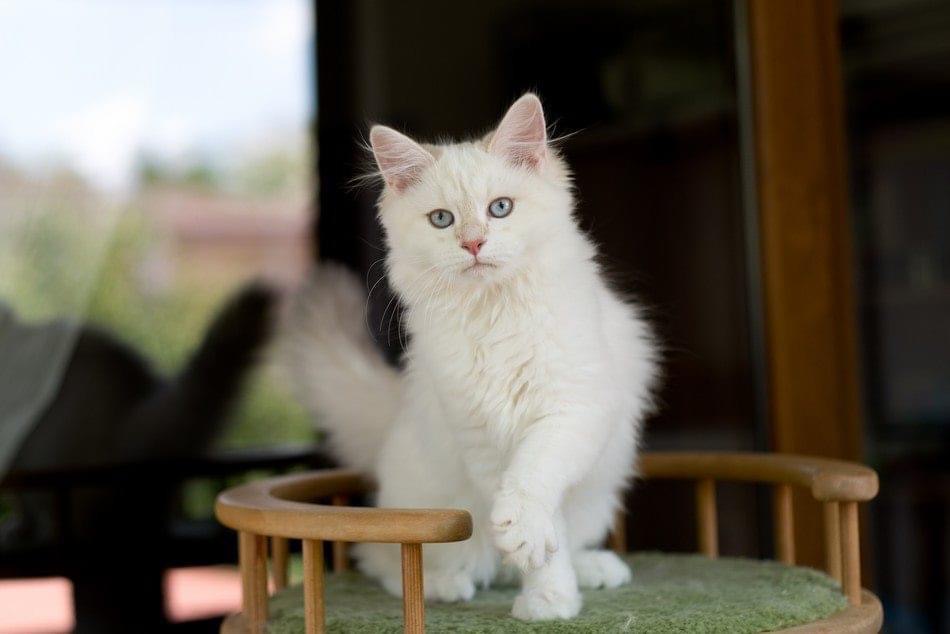Foto 1 de Greatne of Ice Meows