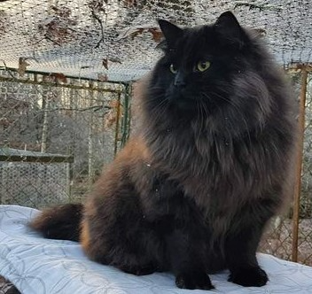 SE*Sibir Koshki Amore Mio af Gizmie. Fotograf: Pernilla Jolheden