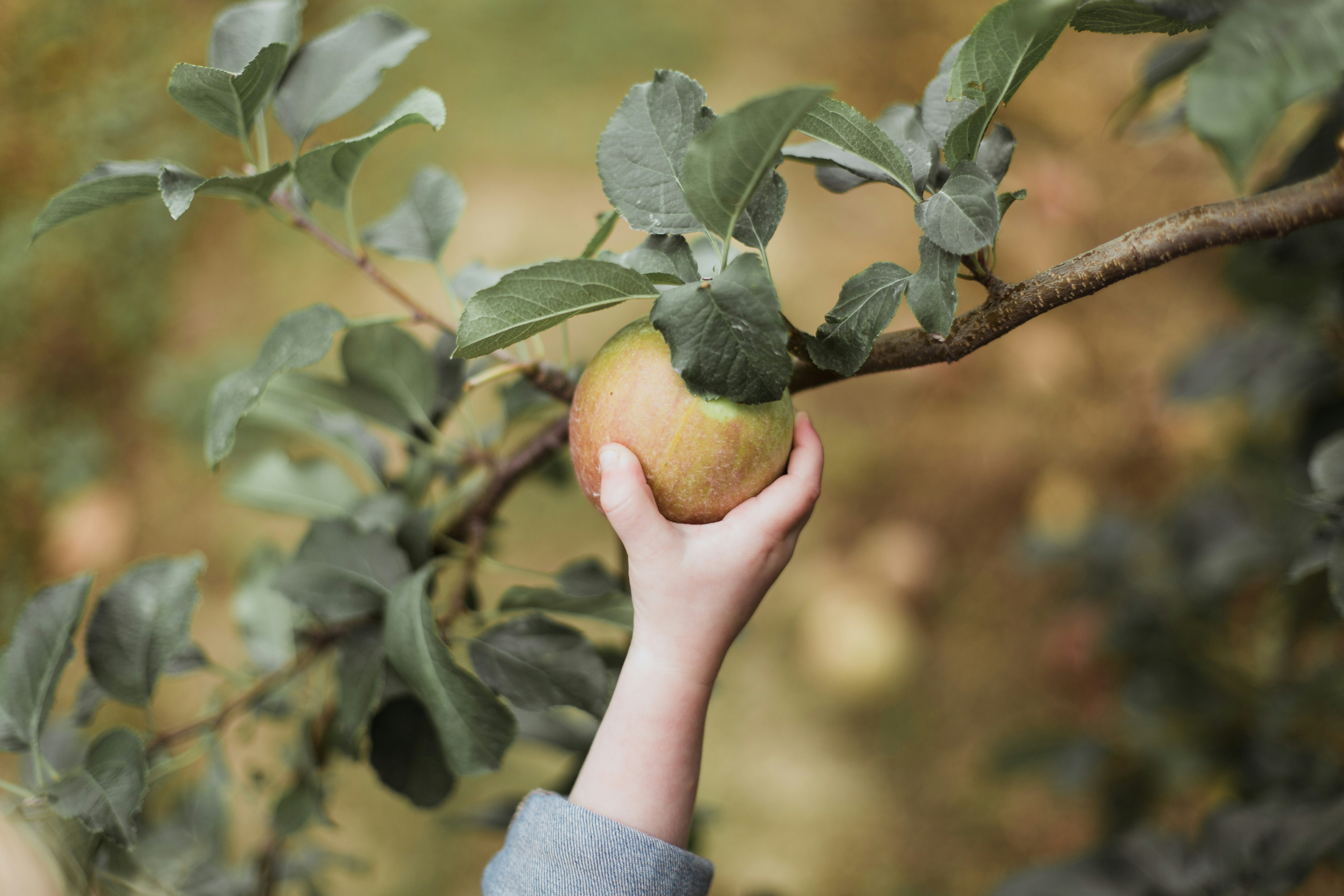 Volunteers picking apples