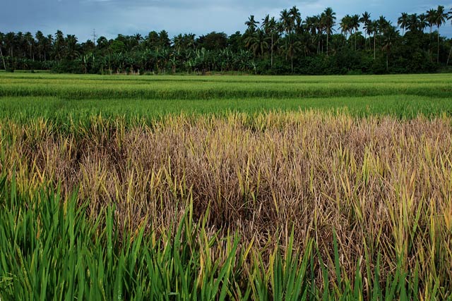 Gambar Belum perbarui