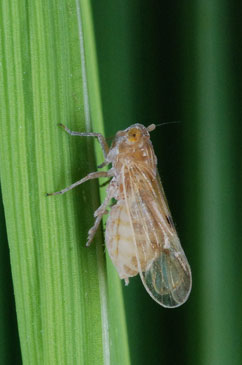 Perbaiki