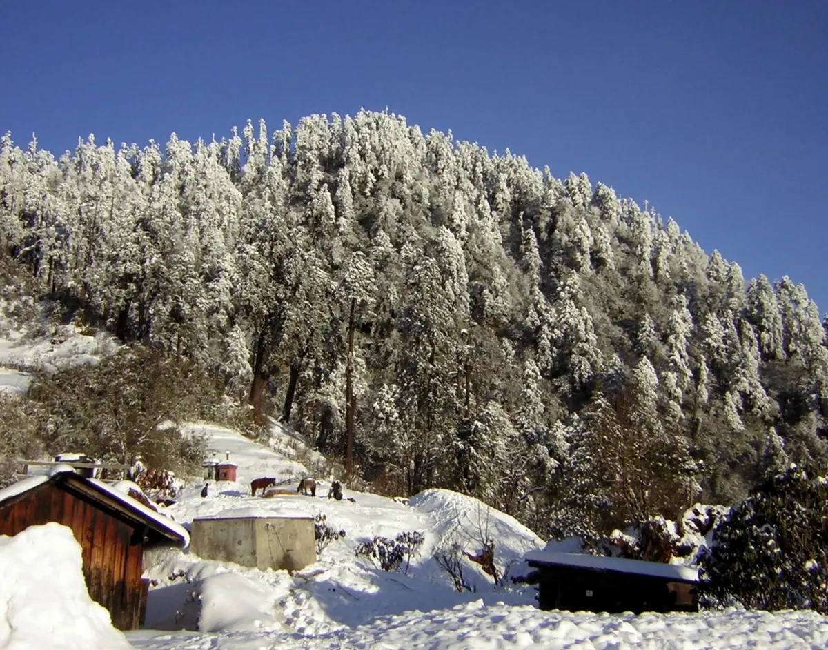 Lachung