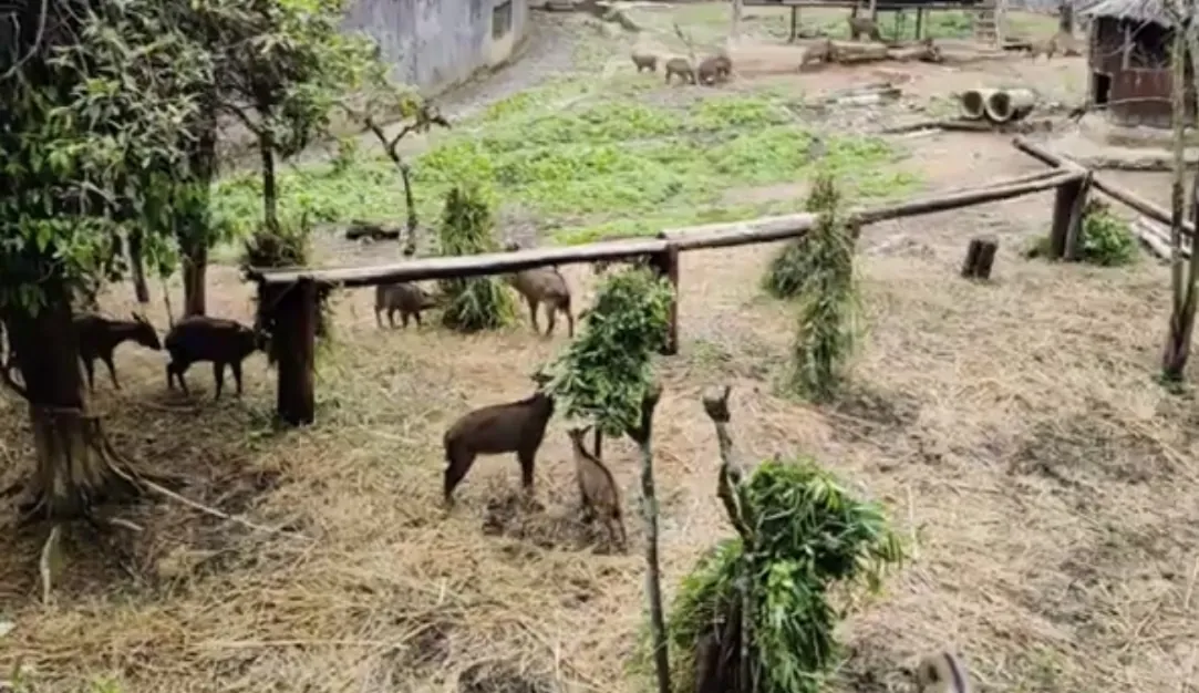 Sikkim Himalayan Zoological Park