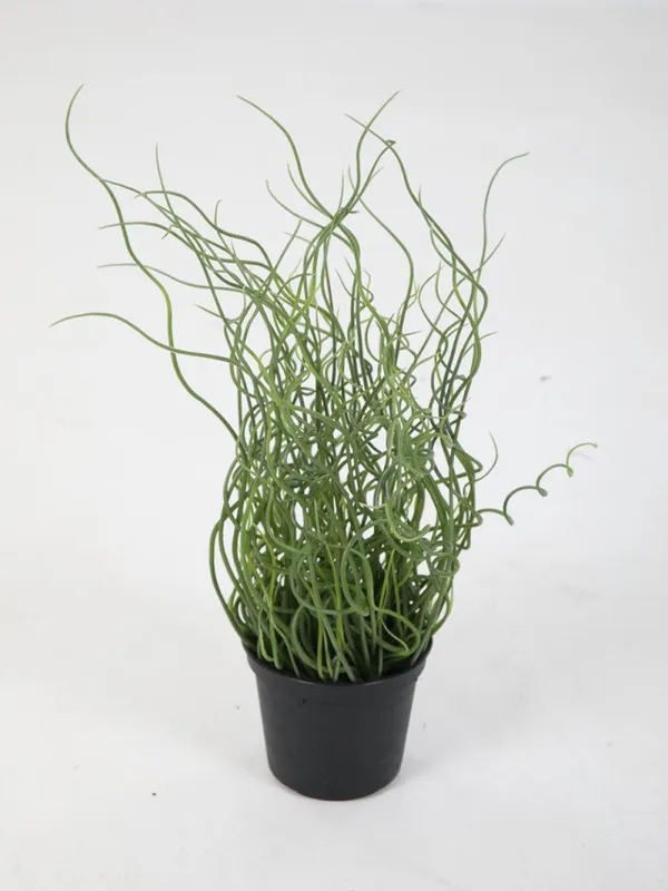 Een kunstmatige Juncus Effusus plant met krullende groene stengels in een zwarte pot op een witte achtergrond.