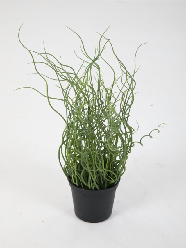 Een kunstmatige Juncus Effusus plant met krullende groene stengels in een zwarte pot op een witte achtergrond.