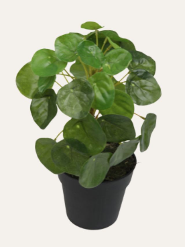 Een realistische kunstmatige pannenkoekenplant met ronde groene bladeren in een elegante zwarte pot.