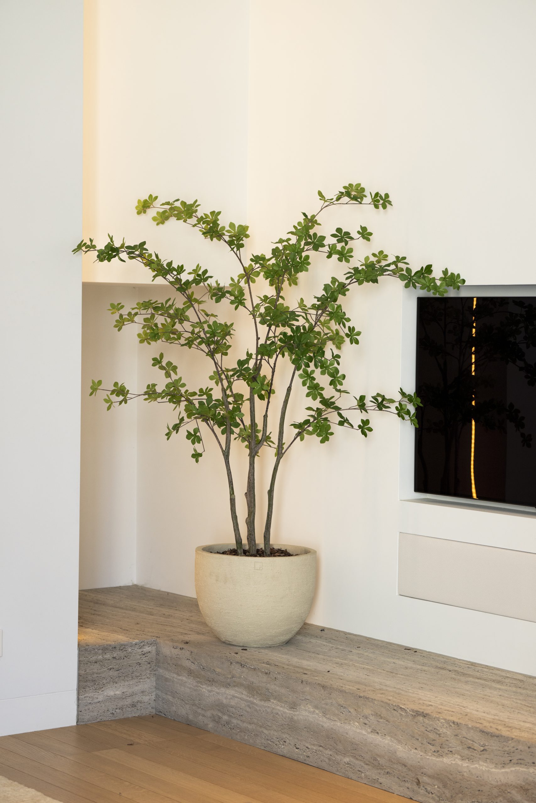 Een kunstmatige Enkianthus boom van 150 cm hoog in een ronde, crèmekleurige pot op een stenen plateau in een modern interieur.