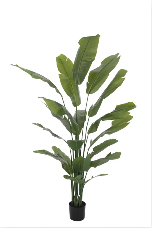 Luxe kunstmatige Strelitzia plant van 210 cm hoog met grote, realistische bladeren in een zwarte sierpot.