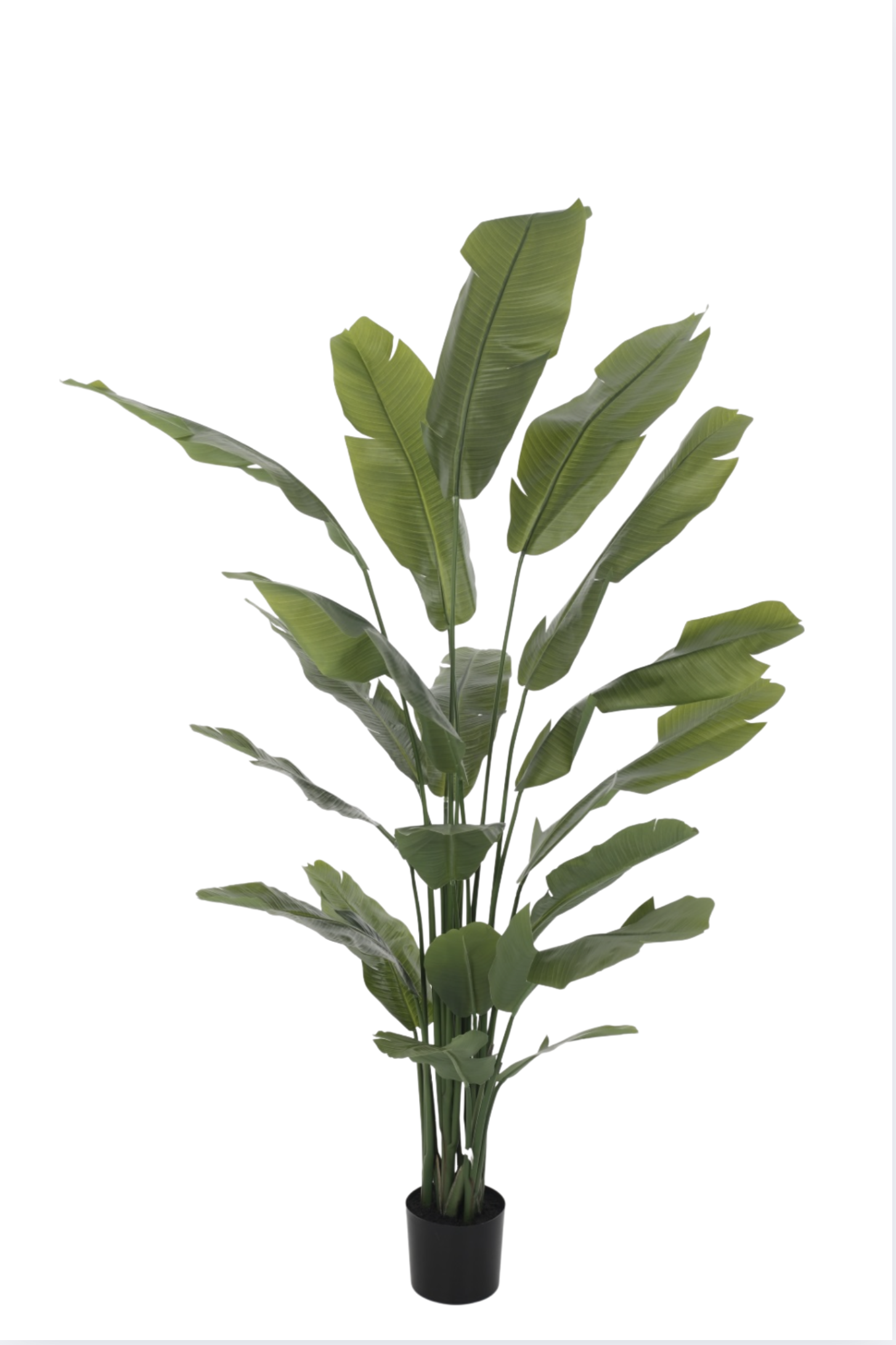 Luxe kunstmatige Strelitzia plant van 210 cm hoog met grote, realistische bladeren in een zwarte sierpot.