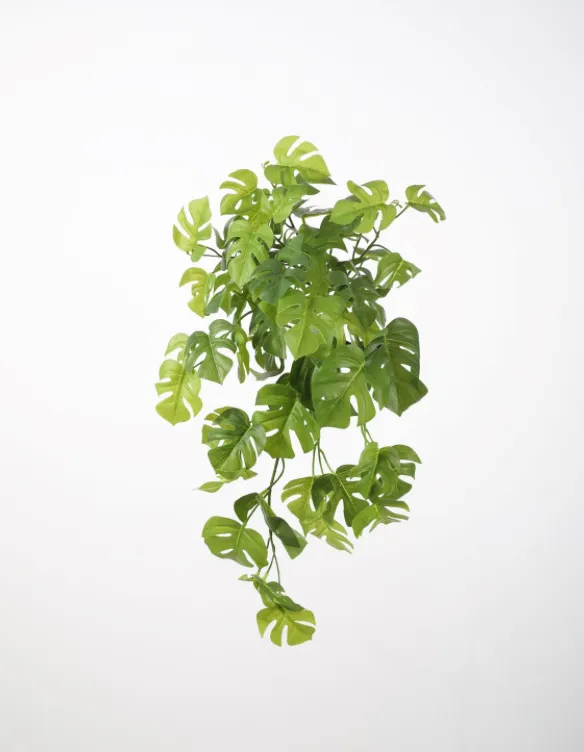 hangplant split