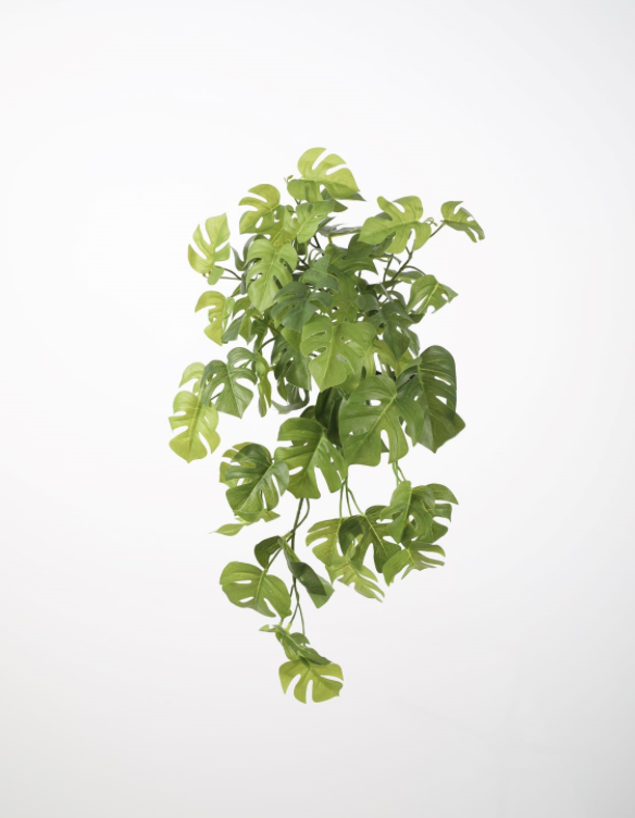 hangplant split