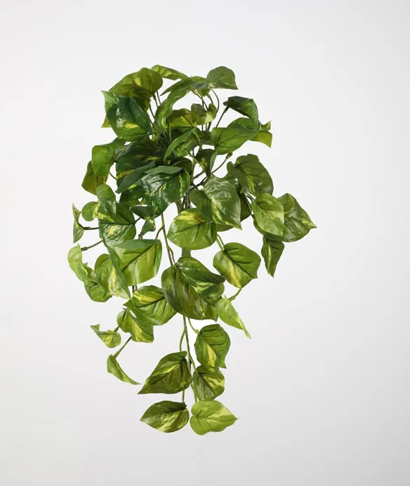 pothos