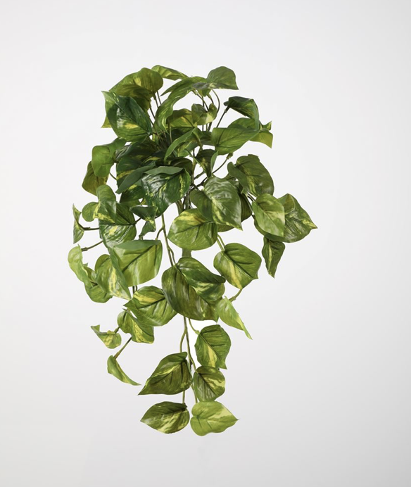 pothos