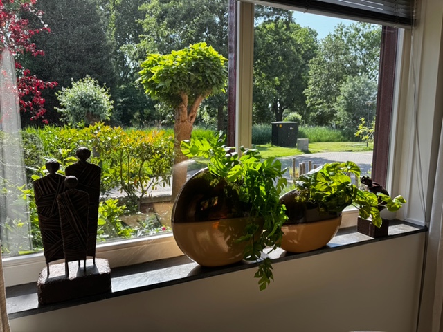 Één vergeten plant. Ken je dat thuiskomstgevoel