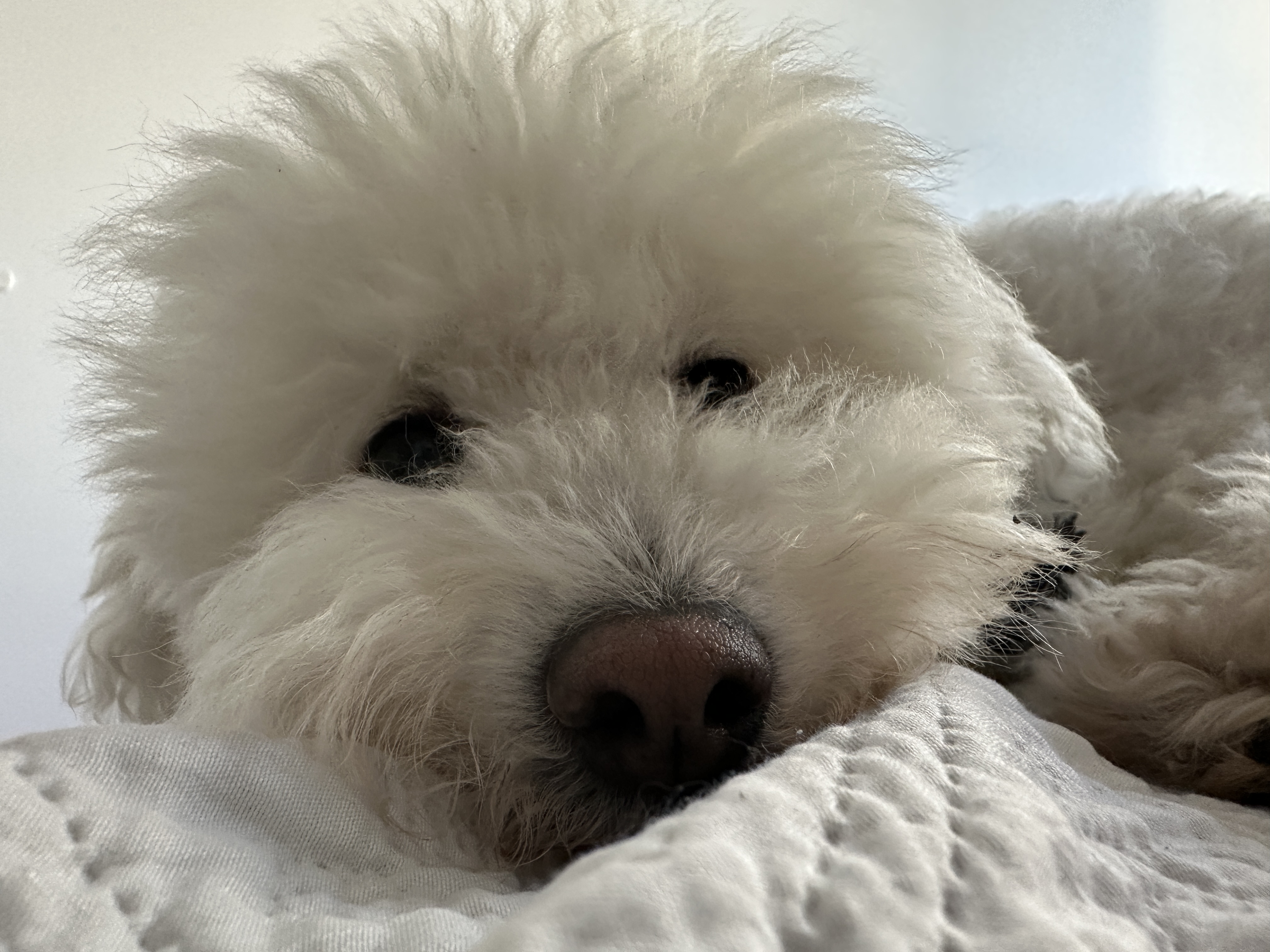 Osito 