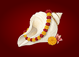 Conchs