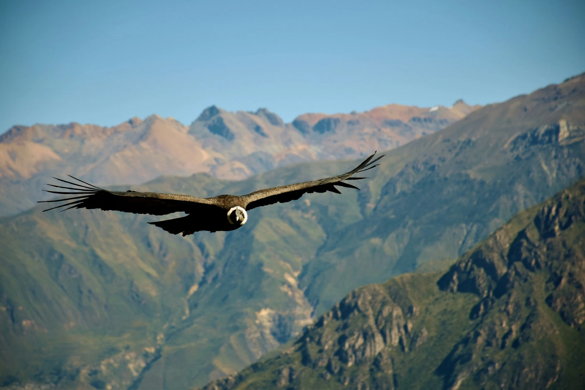 vuelo del condor canion del colca