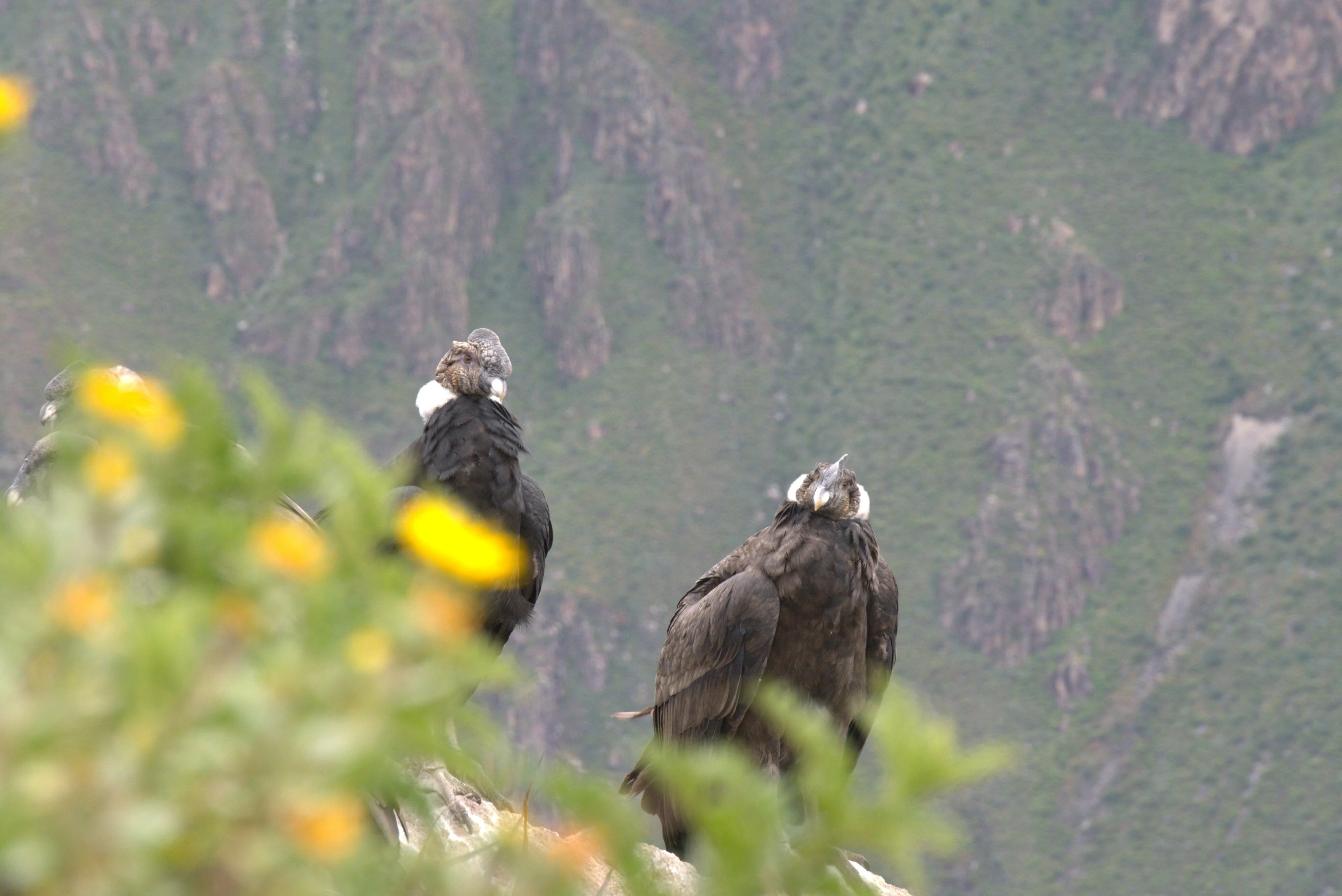 Colca Trekking 2D/1N - Caminata a Sangalle, Cabanaconde y Cruz del Cóndor - imagen 2
