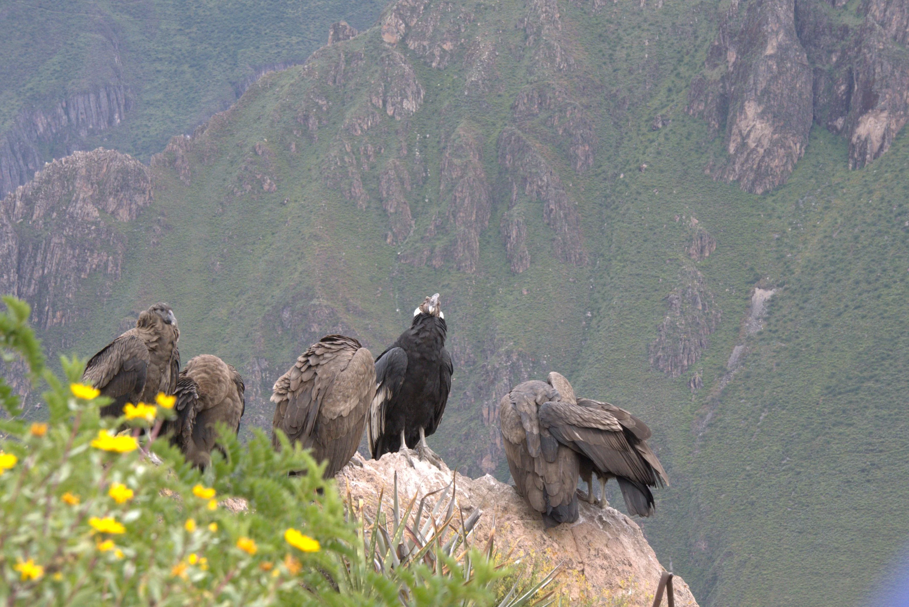 Tour Colca Full Day - Cruz del Cóndor, Baños Termales y Pueblos Típicos