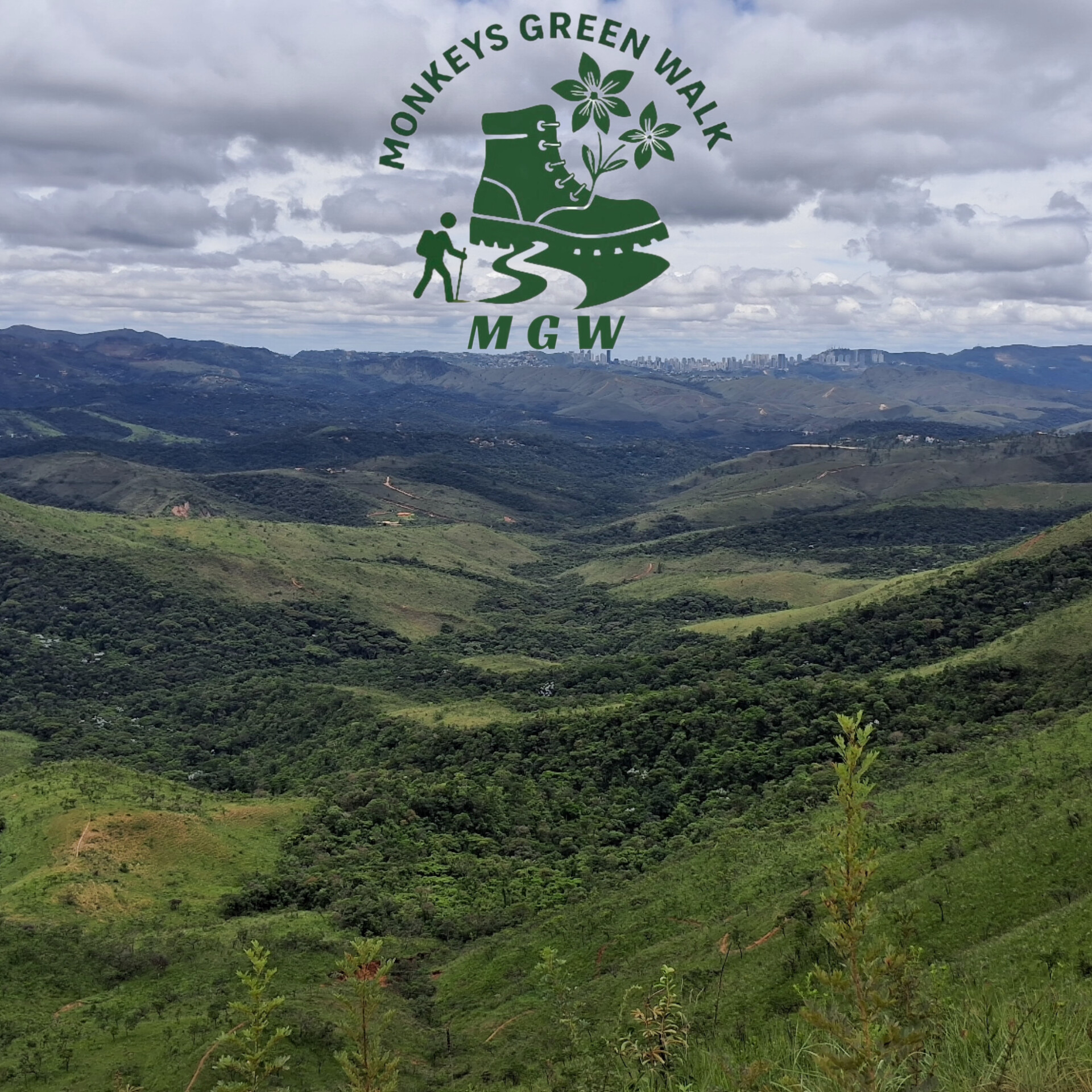 Monkeys Green Walk - imagem 1